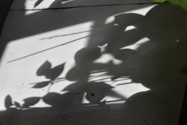istock The shadows from bell pepper plants on a table. 1321326622