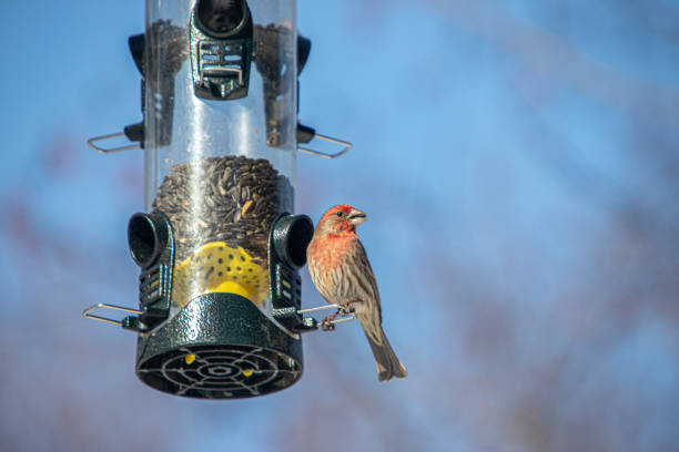 Male familiar rosech on a feeder, (Haemorhous mexicanus), male house finch on bird feeder. Male familiar rosefinch on a feeder. haemorhous mexicanus stock pictures, royalty-free photos & images