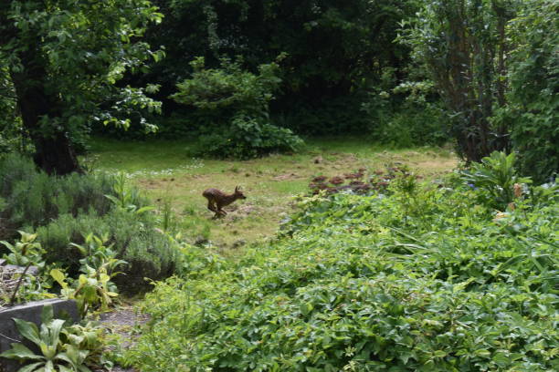 istock A small deer fawn/kid running as fast as it can in the other direction. 1321327076