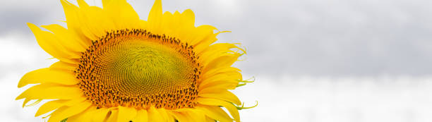 istock Blooming sunflower close up panorama banner with copy space 1321329424