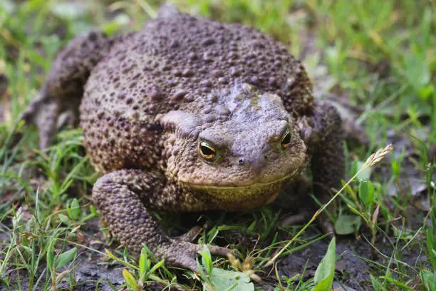 Big fat toad crawling along the grass path.