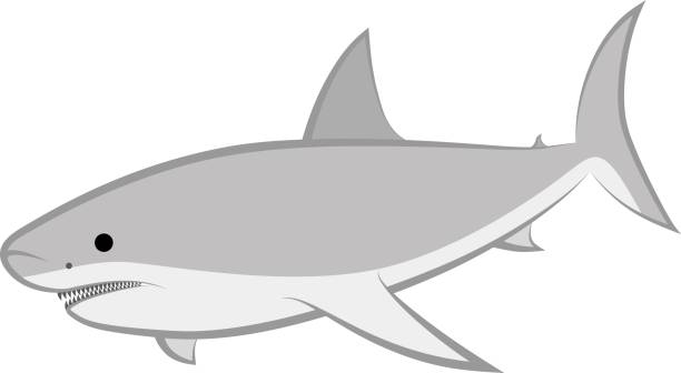 ilustrações de stock, clip art, desenhos animados e ícones de shark - tubarão cinzento dos recifes