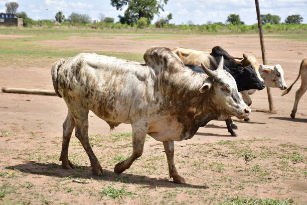 istock The humped karamojong cow 1321331373
