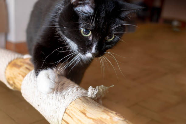 istock Domestic black cat enthusiastically inspecting makeshift cat tree lying on floor at home. 1321332218