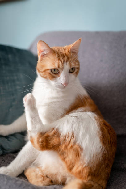 istock brown and white cat with yellow eyes sitting on a sofa with a funny posture. vertical composition 1321332422