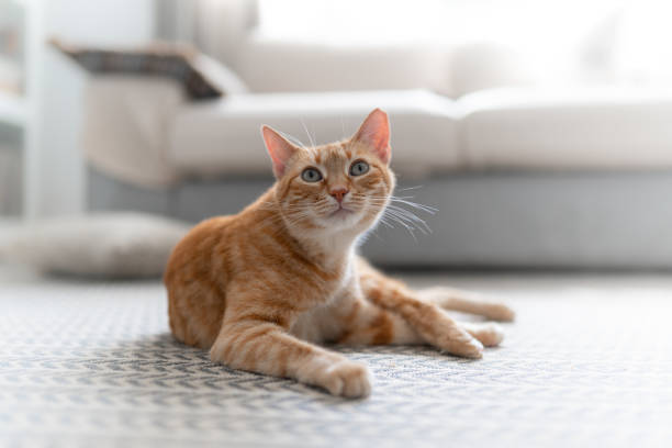 istock brown tabby cat with green eyes lying on a carpet, looks up 1321332523