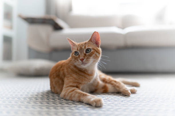 istock brown tabby cat with green eyes lying on a carpet, 1321332524