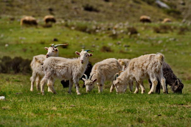 istock On the spring pastures of Altai 1321332529