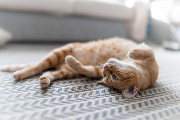 istock brown tabby cat with green eyes lies on its back 1321332535