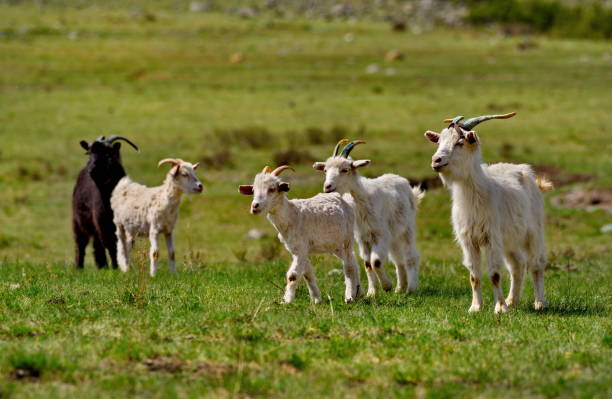 istock On the spring pastures of Altai 1321332539