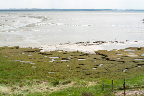istock Panoramic view on sea coast in Zeeland, Netherlands, during low tide. 1321333067