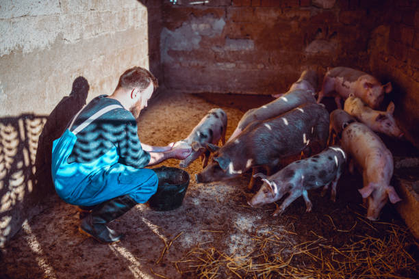 istock Bearded Male Farmer Feeding His Pigs 1321333652