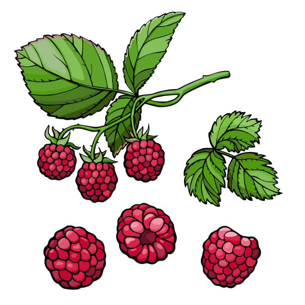 140+ Wild Raspberry White Background Illustrations, Royalty-Free Vector ...
