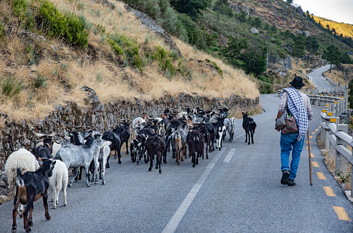 Sierra De La Estrella, Portugal - August 18 2020: Shepherd with hat and stick with his flock of sheep between the road and the field