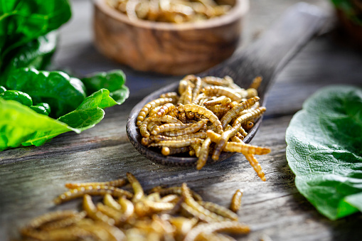 Sandwich or burger with edible insects - mealworms (Tenebrio molitor). Novel food concept - insect