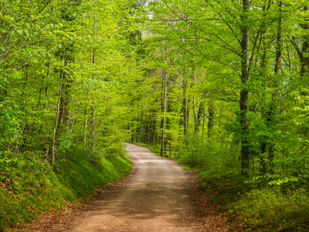 istock Forest road in the Alps 1321334355