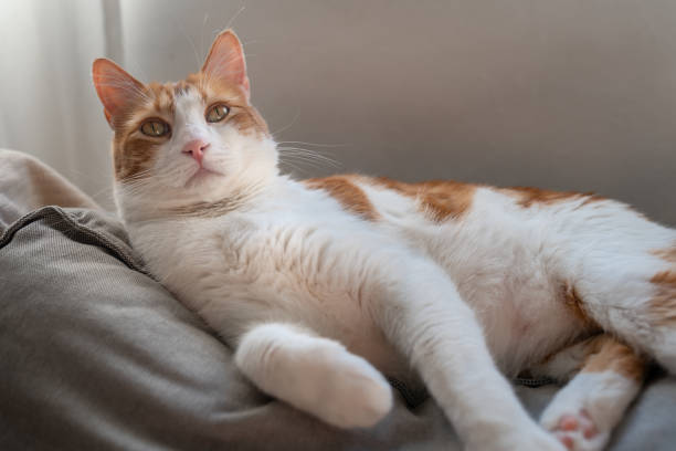 istock close up. brown and white cat with yellow eyes lying on a sofa 1321334417