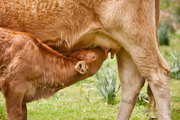 istock Unweaned calf suckling from his mother. Bovine cattle 1321336744
