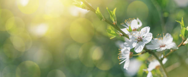 istock Spring background, banner - flowers of plum tree, selective focus 1321336906