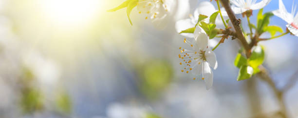 istock Spring background, banner - flowers of plum tree, selective focus 1321336923