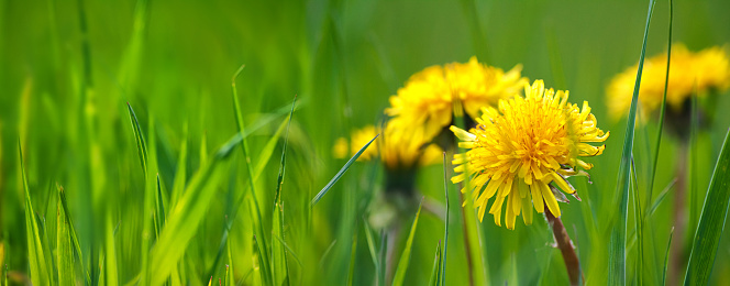 Cota tinctoria, Anthemis tinctoria. Bright yellow flowers that look like daisies against Grass with a blurred background. Beautiful close-up. SOFT OPTICAL EFFECT (lens)