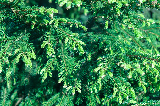 Spruce branches sway in the wind. Christmas tree backdrop. Xmas branches. New Year fir tree. Green nature background. Bright branch of spruce needles in summer forest. Coniferous tree. Beauty nature.