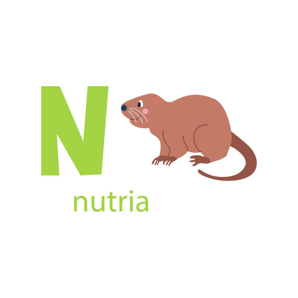 Cute nutria card. Alphabet with animals. Colorful design for teaching children the alphabet, learning English. Vector illustration in a flat cartoon style on a white background Cute nutria card. Alphabet with animals. Colorful design for teaching children the alphabet, learning English. Vector illustration in a flat cartoon style on a white background. nutria rodent animal alphabet stock illustrations