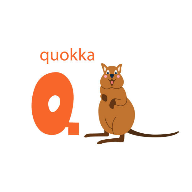 귀여운 quokka 카드. 동물과 알파벳. 아이들에게 알파벳을 가르치고 영어를 배우기위한 다채로운 디자인. 흰색 배경에 플랫 만화 스타일의 벡터 그림 - computer graphic multi colored zoo single word stock illustrations