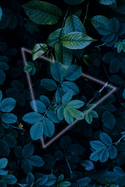 istock Dark green leaves close up view with glowing frame 1321341557