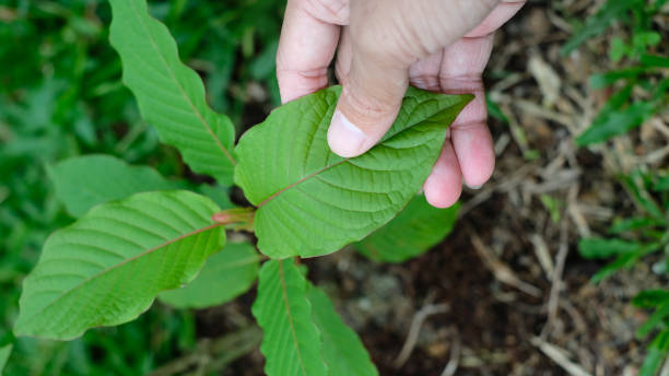 Hand hold leaves,  Mitragyna speciosa leaf (kratom), plant in thailand, Kratom is Thai herbal which encourage health. Close up stock photo