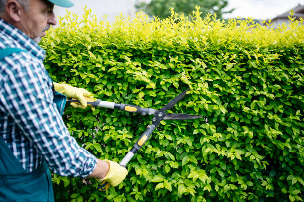 istock Trimming hedge with garden scissors. 1321341770