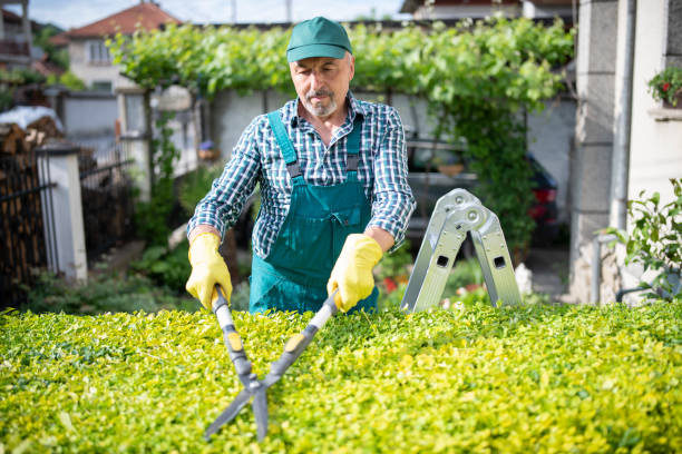 istock Senior gardener is trimming hedge with Hedge clippers. 1321341772