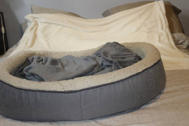 Dog bed in human bed