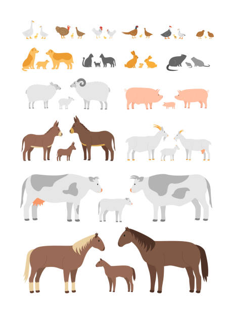 Set of farm animals and birds. Chickens, geese, turkeys, dogs, cats, goats, sheep, pigs, donkeys, cows, horses. Family mom dad and cubs Set of farm animals and birds. Chickens, geese, turkeys, dogs, cats, goats, sheep, pigs, donkeys, cows, horses. Family mom dad and cubs. animal family stock illustrations