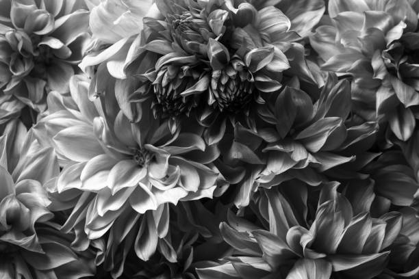 подробная информация макро фотографии цветов хризантемы. черно-белая фотография подчеркивает текстуру, высокий контраст и замысловатые ц� - close up flower high contrast spring стоковые фото и изображения