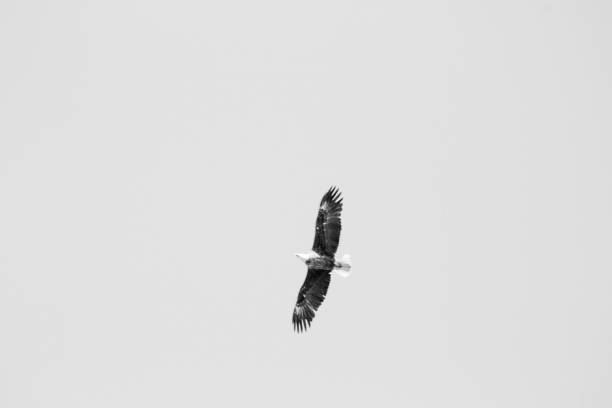 istock creative photos of bald eagle flying in sky 1321344874