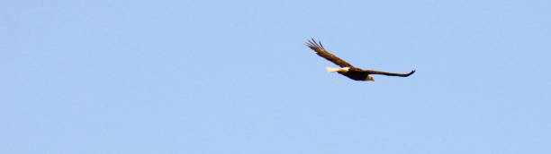 istock creative photos of bald eagle flying in sky 1321344877