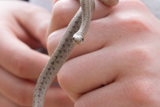 istock dekays brownsnake, a neonate being held by a soft hand. selective focus 1321345892