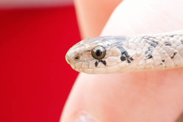 istock dekays brownsnake, a neonate being held by a soft hand. selective focus 1321345897