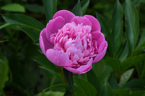 Pink peony, horizontal, against green foliage in a meadow