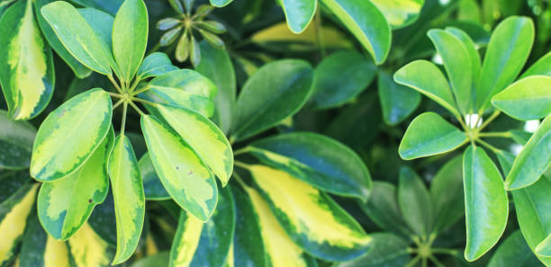 istock fresh tropical green foliage background. natural leaves pattern 1321347265