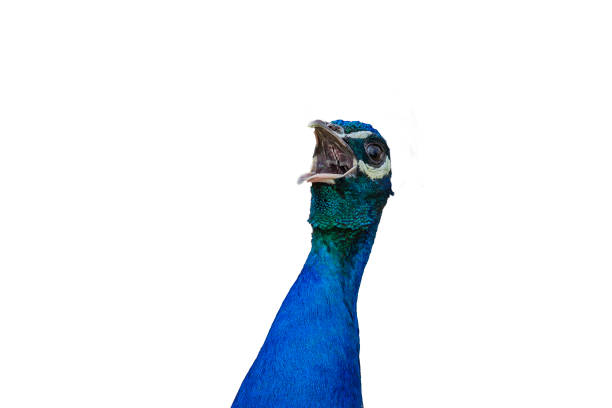 istock Portrait of a peacock with an open beak isolated on a white background 1321347334