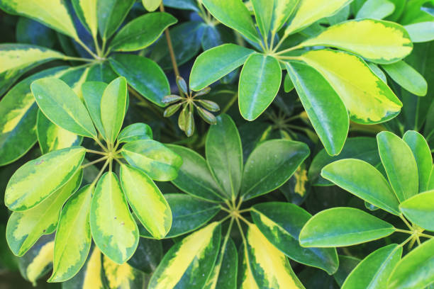 istock fresh green foliage background. natural leaves pattern 1321347568