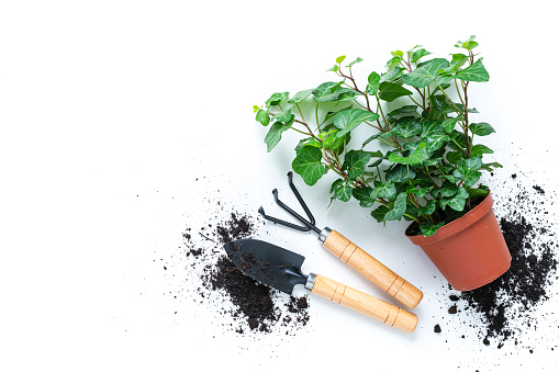 Home gardening tools: overhead angle view of an ivy plant in a pot, gardening tools and dirt shot on white background. The composition is at the right of an horizontal frame leaving useful copy space for text and/or logo at the left.