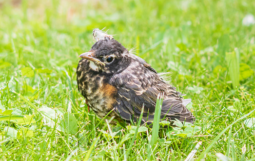 A young American robin (Turdus migratorius) fledgling stands in grass
