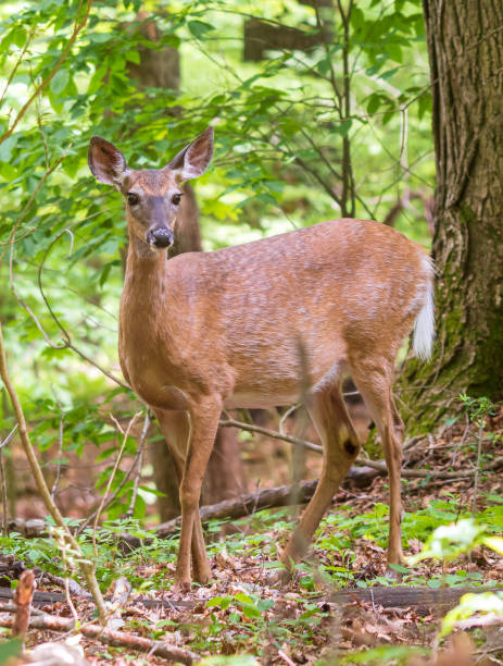 istock White-tailed deer doe standing in a forest 1321348223