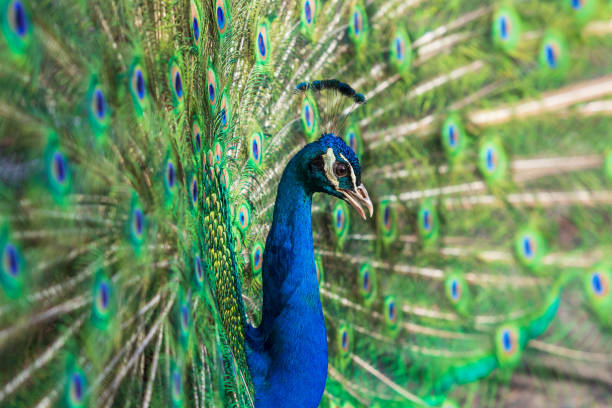 istock The beautiful colorful peacock bird has an outstretched tail 1321348386