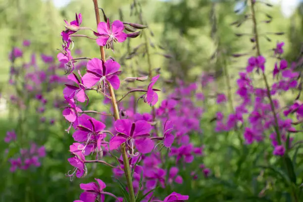 Blooming fireweed known as blooming sally in a summer meadow.