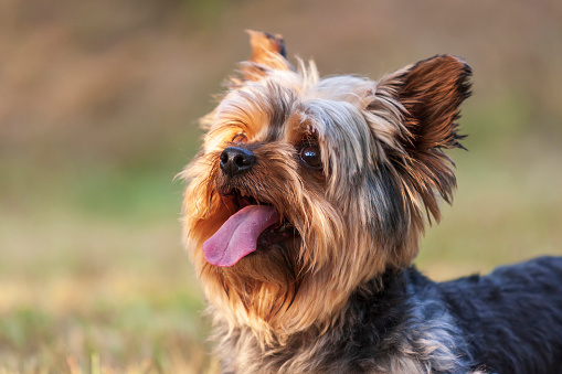 Yorkshire Terrier has tongue out.