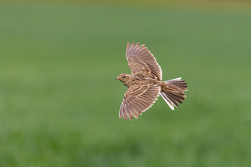 Flying eurasian skylark (Alauda arvensis).